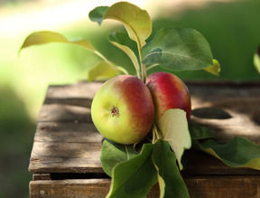Apples 7