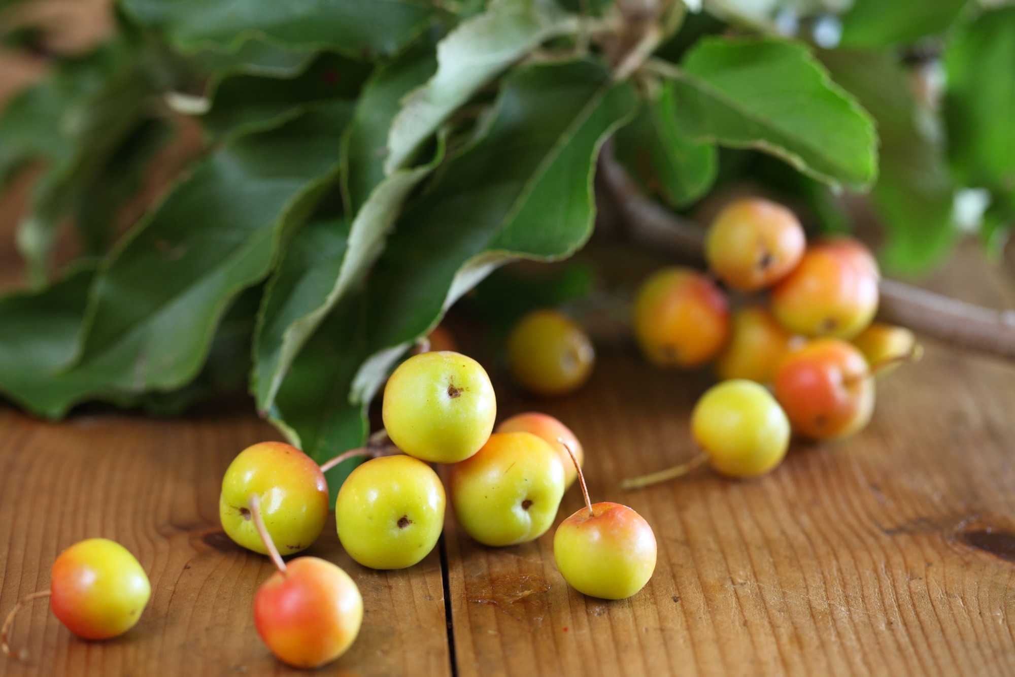 join maggies food club